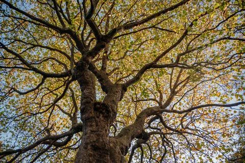 Looking Up at Tree Canopy in Autumn Stock Photos