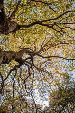 Looking Up at Tree Canopy in Autumn Stock Photos