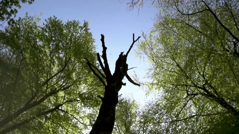 Looking up to tree canopy of Beech Trees, slow motion spinning anti Stock Footage 145447876