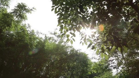 Looking Up Tree Canopy Blue Sky China 스톡 동영상 337180757