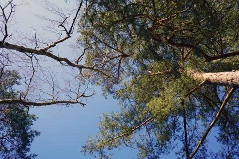 Looking up at the tree canopy with a blue sky background 写真素材
