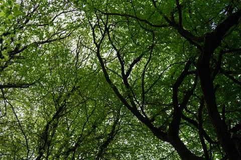 Looking up at the tree canopy with a blue sky background Stock Photos