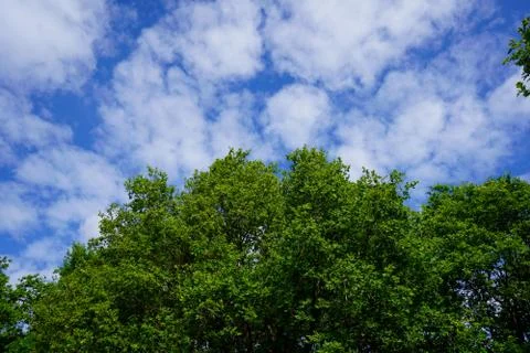 Looking up at the tree canopy with a blue sky background Stockfoto's