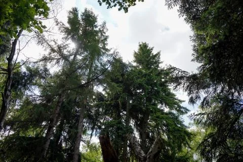 Looking up at the tree canopy with a blue sky background 스톡 사진