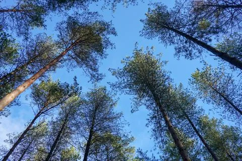 Looking up at a tree canopy with blue sky Stock Photos
