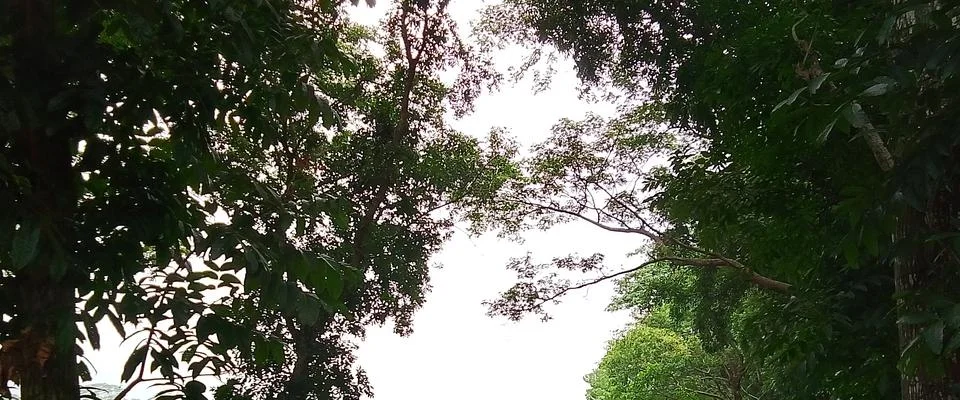 Looking up at tree canopy branches and leaves with branches woodland Stock-Fotos