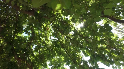 Looking up at tree canopy with cicada sounds on a summer day Stock Footage 313379158