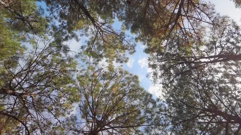 Looking up to the tree canopy Stock-Footage 126729790
