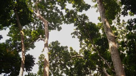 Looking up at the tree canopy with intertwining branches and lush green lea.. Stock Photos