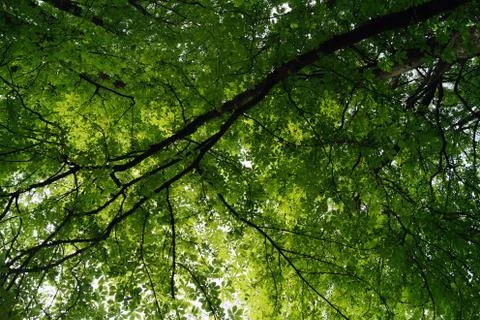 Looking up at tree canopy 写真素材