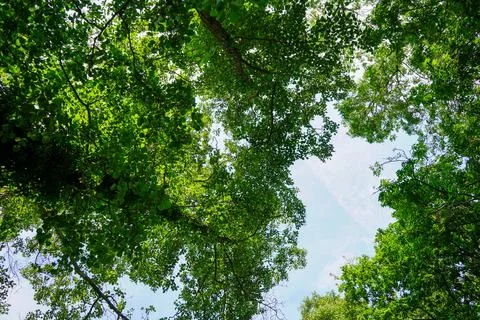 Looking up at tree canopy Stock Photos