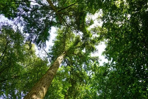 Looking up at tree canopy 写真素材