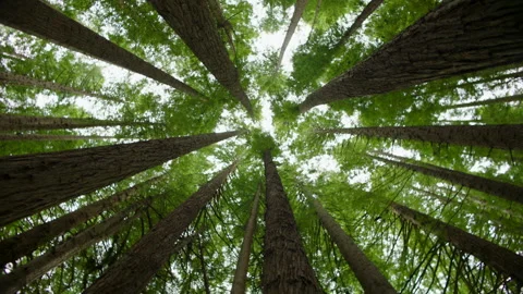 Looking Up Tree Canopy, Redwoods Forest, Victoria, Australia Stock Footage 227448166
