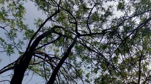 Looking up tree canopy rotating shot sky branches nature abstract background Stockbeeldmateriaal 334470858
