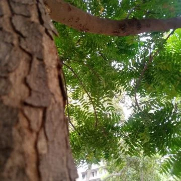 Looking up into tree canopy showing rough bark trunk and green leaves Fotos de archivo