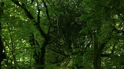 Looking Up at Tree Canopy While Moving Along Path in Rogalin Palace Park Stock Footage 323773657