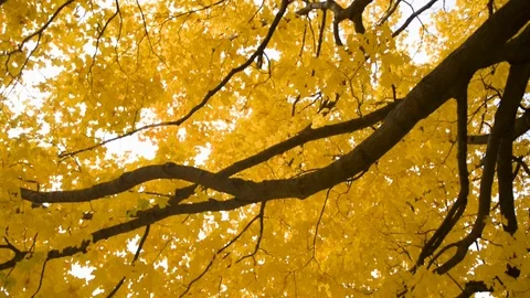 Looking Into A Tree Canvas With Yellow Leaves In Fall Stock Footage 117692879