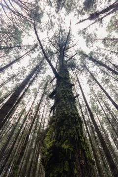 Looking up,  tree in coniferous tree forest Stock Photos