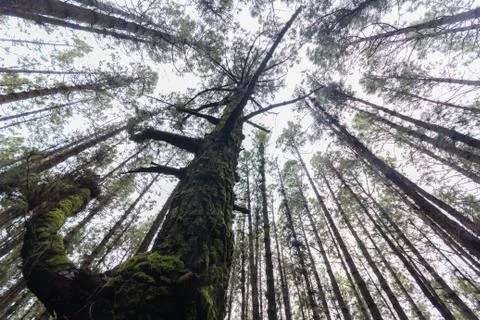 Looking up,  tree in coniferous tree forest Stock Photos