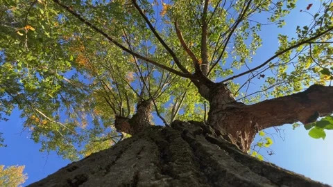 Looking up at tree crown and branches from trunk, low angle pov Stock Footage 278851753