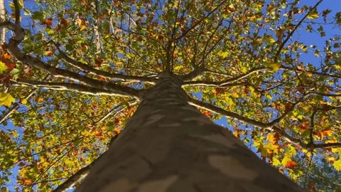 Looking up at tree crown and branches from trunk, low angle pov Stock Footage 278852028
