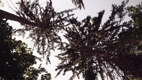 Looking up at the tree crown Stock Footage 114474039