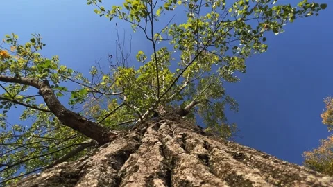 Looking up at tree crown with green leaves from trunk Vídeos de archivo 278851938