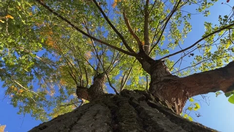 Looking up at tree crown with green leaves, low angle zoom in Stock Footage 278852292