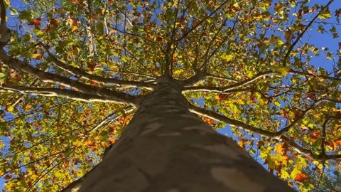 Looking up at tree crown with green leaves from trunk Stock Footage 278852476