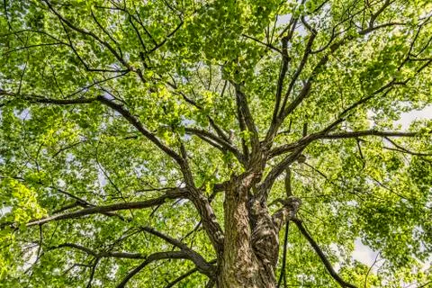 Looking up into the tree crown Stock Photos