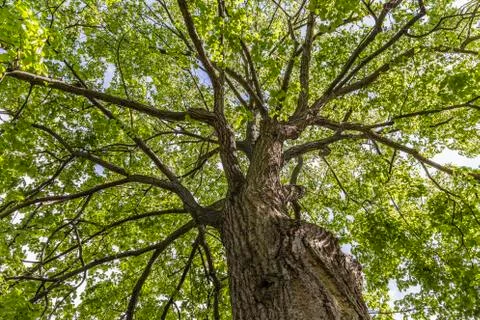 Looking up into the tree crown Stock Photos