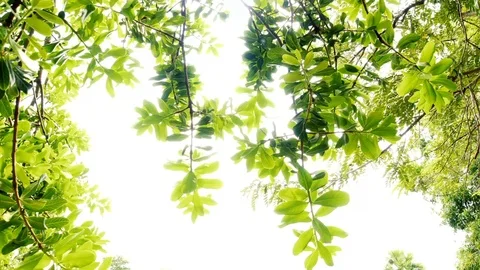 Looking Up Into Tree Crowns With Sun Shining Through The Green Leaves Stock Footage 116483936