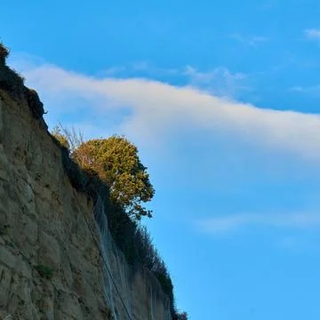 Looking up at a tree on the edge of a chalk cliff Stock Photos