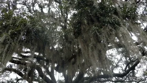 Looking up at tree filled with Spanish moss, Tillandsia usneoides Stock Footage 72907041