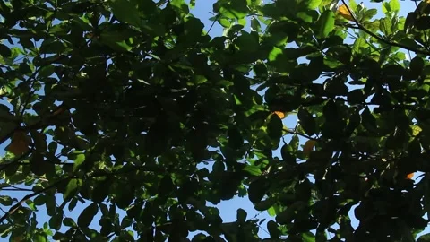 Looking up to tree foliage in a garden Stock Footage 251699891
