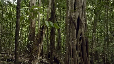 Looking up the tree Stock Footage 52420633
