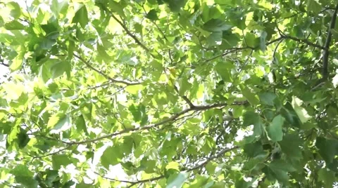 Looking up at a tree Stock Footage 53789829