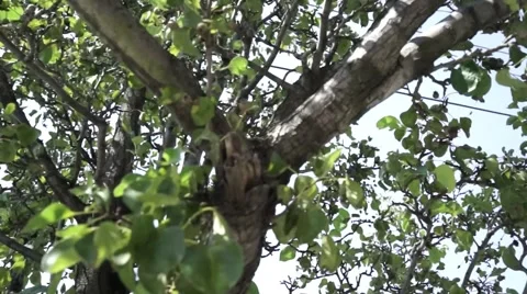 Looking up at a tree Stock Footage 53789839
