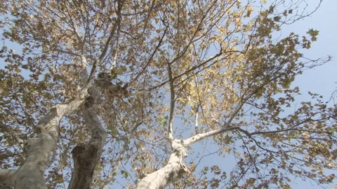 Looking up at tree Stock Footage 83538334