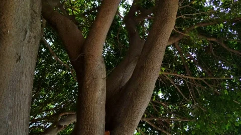 Looking up at a tree 스톡 동영상 236709946