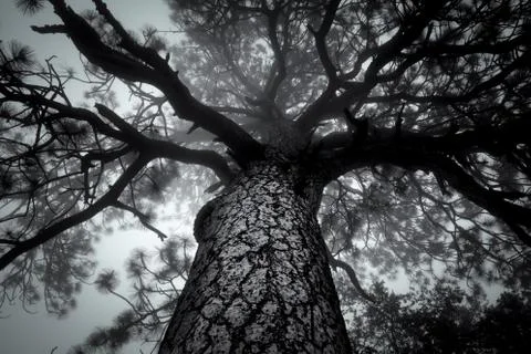 Looking up Into Tree in Forest Fog 스톡 사진