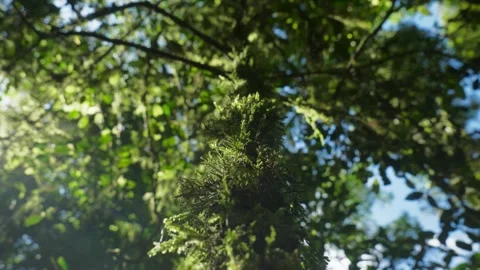 Looking up at tree in forest Stock Footage 297718551