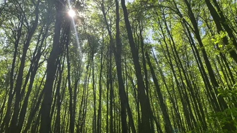 Looking Up At A Tree Forest With Light Beaming Through Trees Stock Footage 241318838