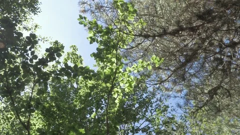 Looking up at tree in the forest - rotate dolly Stock Footage 78672073