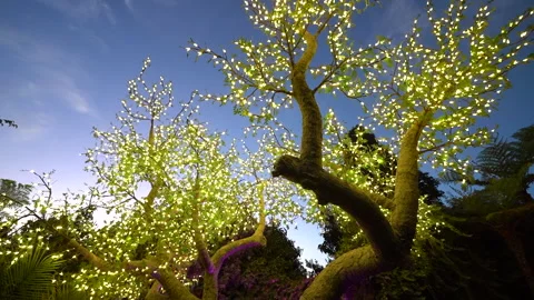 Looking up at a tree glowing with fairy lights against a blue sky Stock Footage 345537565