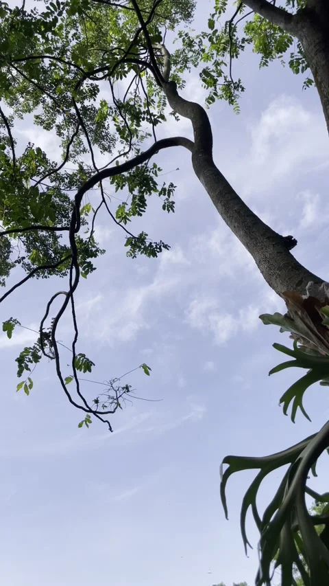 Looking up at the tree with green leaves and blue sky background Stock Footage 301878720