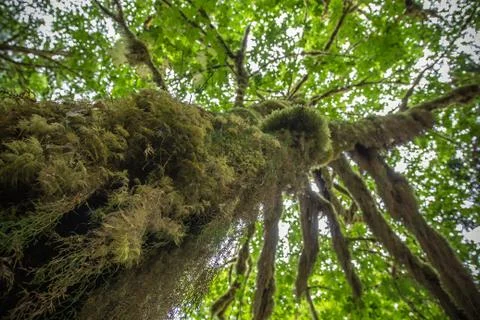 Looking up a tree in the Hoh Rainforest Stock Photos