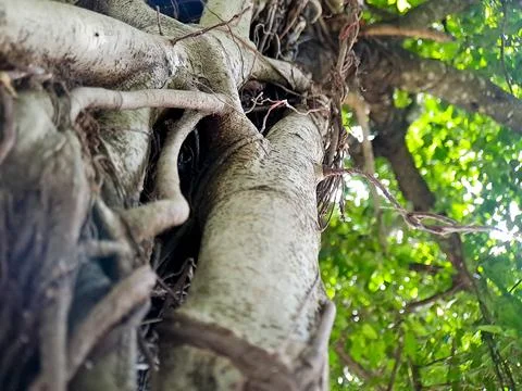 Looking up into a tree with intertwining roots and green foliage, evoking n.. Stock Photos