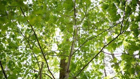 Looking Up at Tree Leaves Stock Photos
