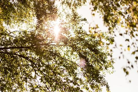 Looking up Tree Leaves Sky Sunlight Sunshine Bokeh Dreamy Woods Stock Photos